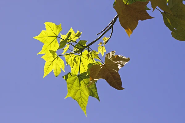 Sukkerlønneblader om våren, Acer saccharum, Tyskland – stockfoto
