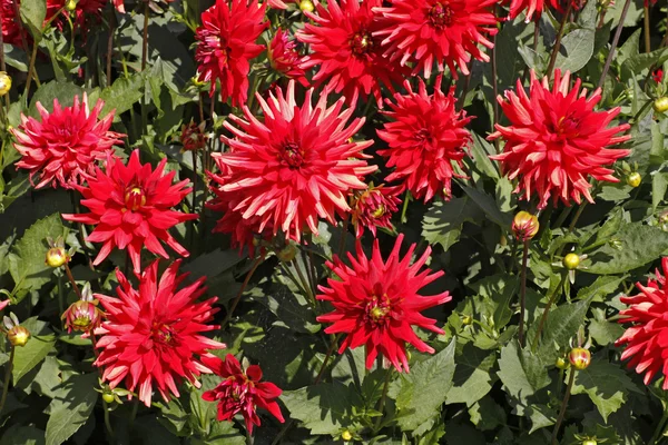 Red Aster in summer — Stock Photo, Image