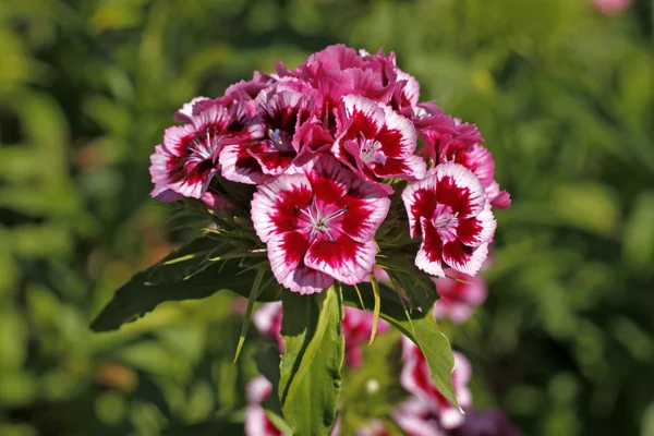 Sweet William, Dianthus barbartus — Stock Photo, Image