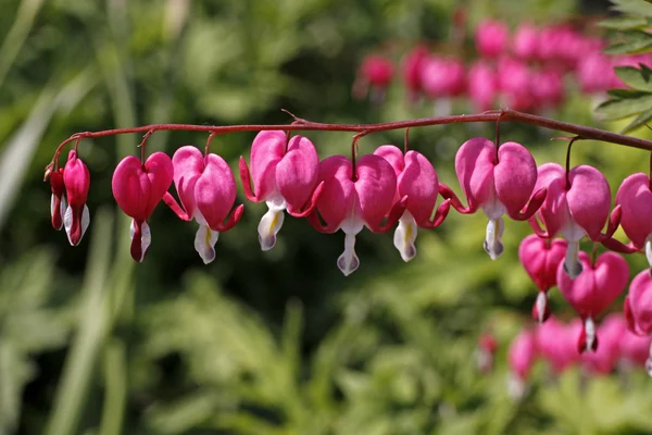 Bleeding heart with pink hearts, Dicentra spectabilis — Stock Photo, Image
