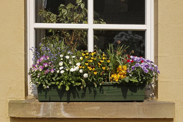 Flowerpot com flores em Alemanha — Fotografia de Stock