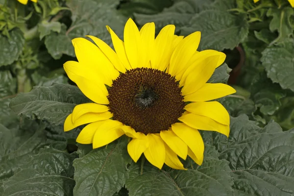 Helianthus annuus, Sonnenblume — Stockfoto