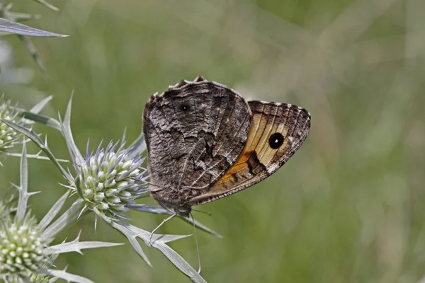 Hipparchia semele, Mariposa gris en Italia, Europa — Foto de Stock