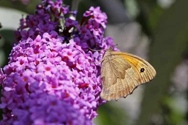 stock image Meadow Brown butterfly, Maniola jurtina in Italy, Europe