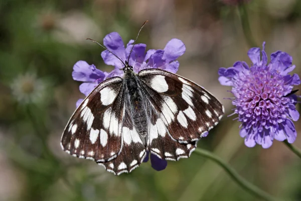 Marmorierter weißer Schmetterling, Melanargia galathea in Italien — Stockfoto