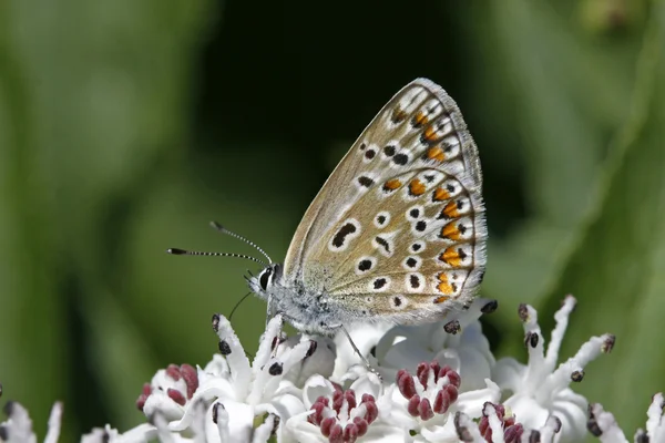 Polyommatus butterfly sitting on a elder blossom in Italy — Stock Photo, Image