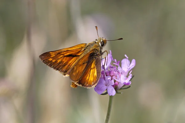 Skipper farfalla in fiore Scabious in Italia, Europa — Foto Stock