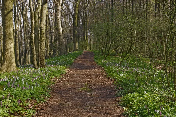 Květy sasanek (fumewort) v osnabruecker pozemek, Dolní Sasko, Německo — Stock fotografie