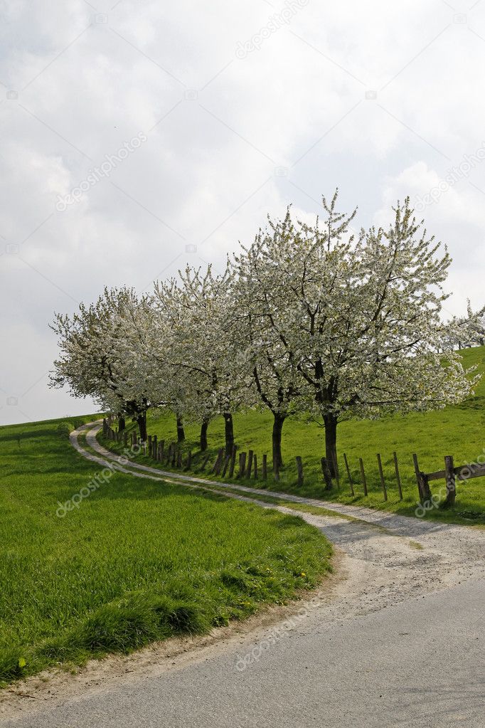 Footpath with cherry trees in Hagen, Lower Saxony, Germany