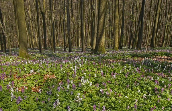 Kokorycz (fumewort) kwiaty w osnabruecker ziemi, Dolna Saksonia, Niemcy — Zdjęcie stockowe