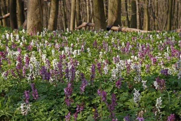 Fleurs de corydalis (fuméwort) en Osnabruecker Land, Basse-Saxe, Allemagne — Photo