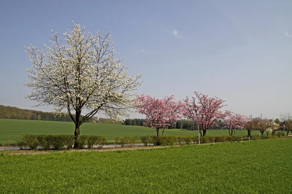Cherry bomen in het voorjaar, Nedersaksen, Duitsland — Stockfoto