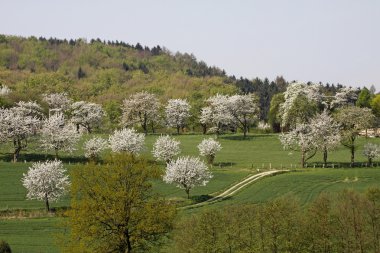 Baharda kiraz ağaçları, Hagen, Aşağı Saksonya, Almanya, Avrupa