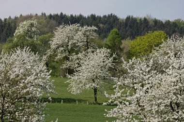 Baharda kiraz ağaçları, Hagen, Aşağı Saksonya, Almanya, Avrupa