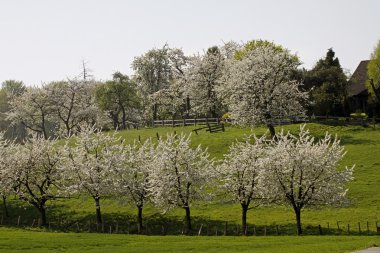 Baharda kiraz ağaçları, Hagen, Aşağı Saksonya, Almanya, Avrupa