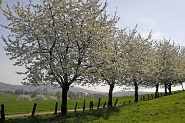 Baharda kiraz ağaçları, Hagen, Aşağı Saksonya, Almanya, Avrupa