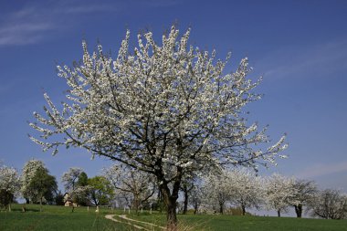 Baharda kiraz ağaçları, Hagen, Aşağı Saksonya, Almanya, Avrupa