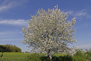 Baharda kiraz ağaçları, Hagen, Aşağı Saksonya, Almanya, Avrupa