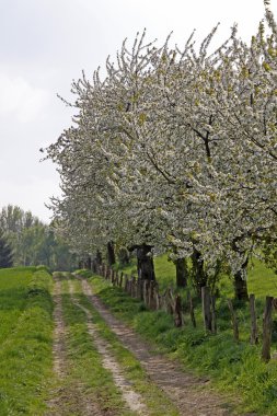 Footpath with cherry trees in Hagen, Lower Saxony, Germany, Europe clipart