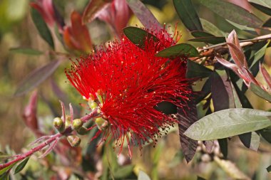 Kızıl bottlebrush, skeels bottlebrush, callistemon citrinus