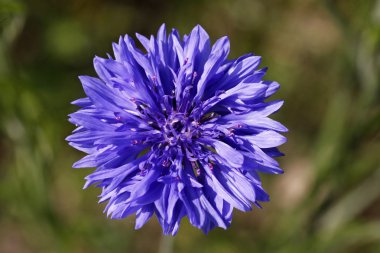 peygamberçiçeği (centaurea cyanus) hurtsickle, bluebottle Bahar, Almanya