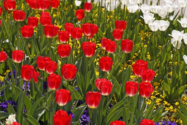 春には、オランダ、ヨーロッパで赤いチューリップ — ストック写真