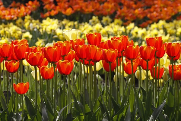 Rode tulpen in het voorjaar, Nederland, Europa — Stockfoto