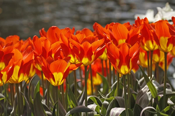 Tulipa fosteriana Tulipan, juan — Zdjęcie stockowe