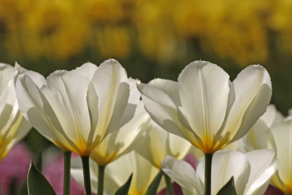 Tulipa Purissima, Fosteriana tulip in spring, Netherlands, Europe — Stock Photo, Image