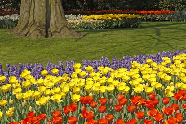 Tulipas mistas na primavera nos Países Baixos, Europa — Fotografia de Stock