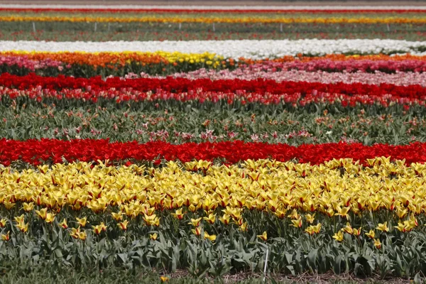 Campo di tulipani in primavera, Lisse, Olanda — Foto Stock
