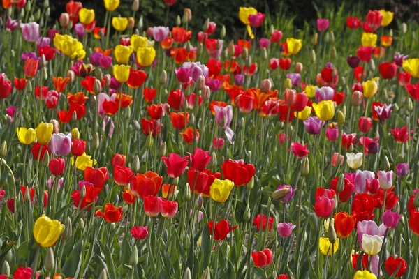 Tulipán pole na jaře, Dolní Sasko, Německo, Evropa — Stock fotografie