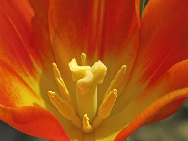 Tulip részletesen — Stock Fotó