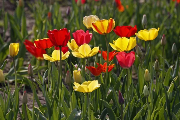 Tulipán mix v jaře, Německo, Evropa — Stock fotografie