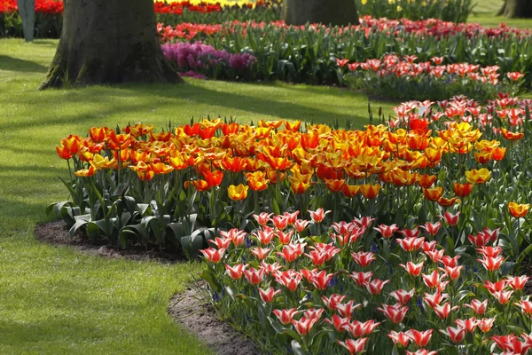 Tulipan mieszaniny w Holandia, Europa — Zdjęcie stockowe