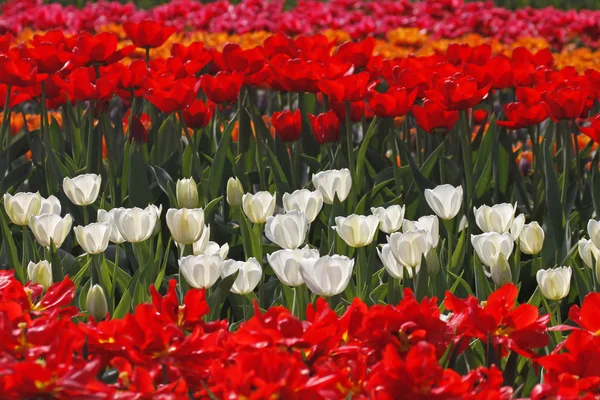 Bílé tulipány na posteli Tulipán v Nizozemsku, Evropa — Stock fotografie