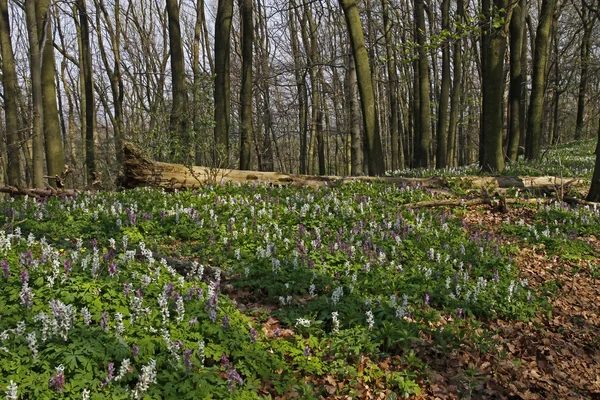 Nunneört (fumewort) blommor i osnabruecker mark, Niedersachsen, Tyskland — Stockfoto