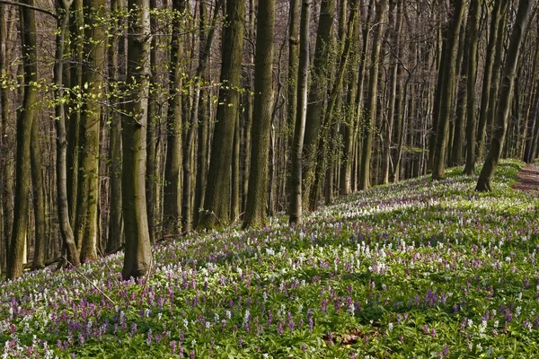 Helmbloem (fumewort) bloemen in osnabruecker land, Nedersaksen, Duitsland — Stockfoto