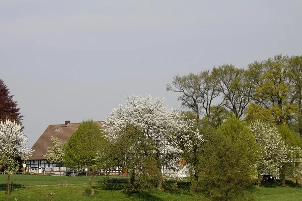 Třešně s farmou na jaře, hagen, Dolní Sasko, Německo, Evropa — Stock fotografie
