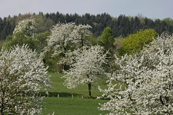 Cerezos en primavera, Hagen, Baja Sajonia, Alemania, Europa — Foto de Stock