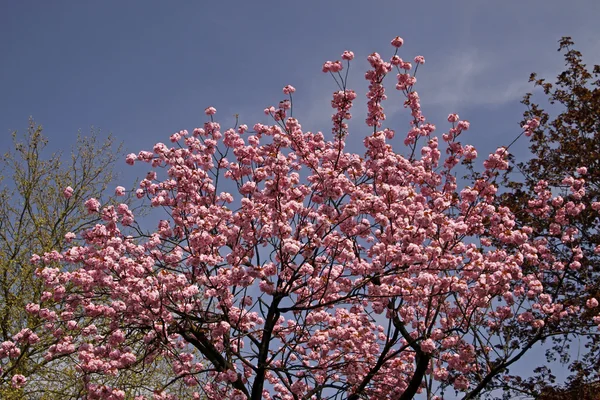 Cerejeira japonesa na primavera, Hagen, Baixa Saxônia, Alemanha, Europa — Fotografia de Stock