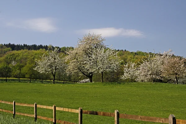 Frühlingslandschaft im niedersächsischen Hagen, Deutschland, Europa — Stockfoto