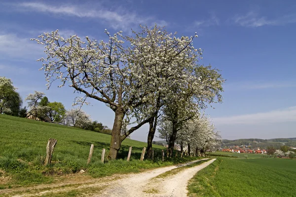하 겐, 낮은 색 소니, 독일, 유럽에서 벚꽃 나무와 보도 — 스톡 사진