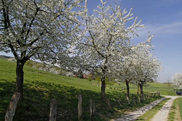 Voetpad met cherry bomen in hagen, lagere Saksen, Duitsland, Europa — Stockfoto