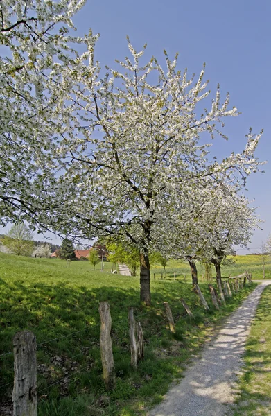 Тропа с вишневыми деревьями в Хагене, Нижняя Саксония, Германия, Европа — стоковое фото