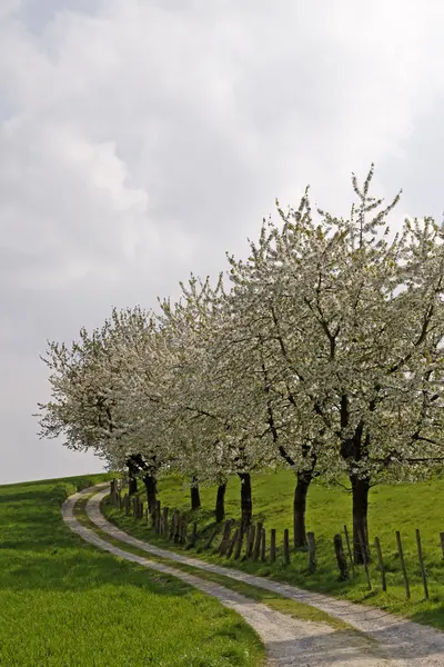 stock image Footpath with cherry trees in Hagen, Lower Saxony, Germany, Europe