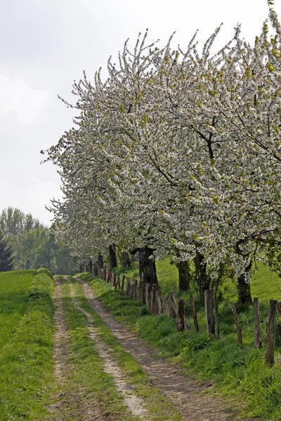 Chodnik z wiśni w hagen, Dolna Saksonia, Niemcy, Europa — Zdjęcie stockowe