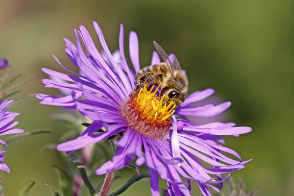 Včely (apis mellifica) na new england aster, Německo — Stock fotografie