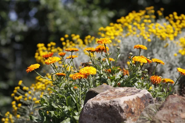 kadife çiçeği, pot kadife çiçeği, calendula officinalis