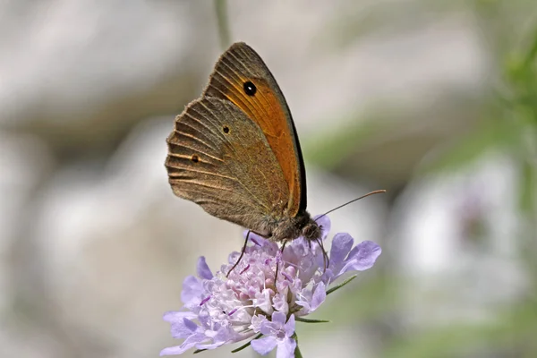 Weide bruine vlinder (maniola jurtina) uit Italië, Europa — Stockfoto